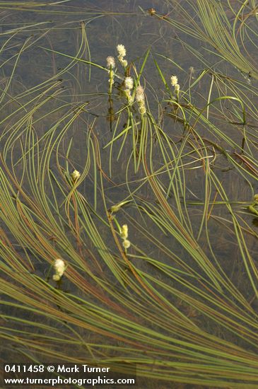 Small Bur-reed blossoms & floating foliage