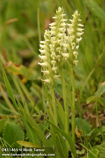 Hooded Ladies Tresses
