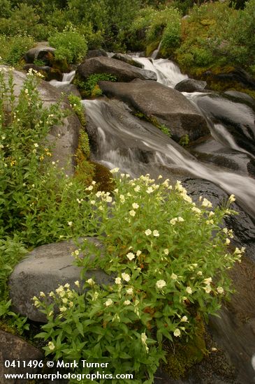 Yellow Fireweed by waterfall on Paradise R.