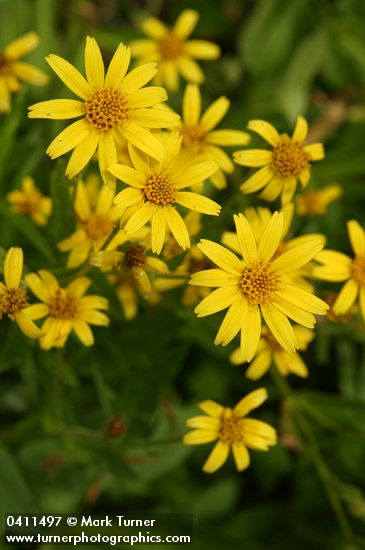 Sticky Arnica blossoms