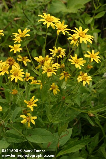 Sticky Arnica blossoms & foliage