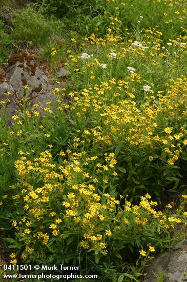Sticky Arnica on moist cliff