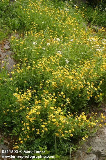 Sticky Arnica on moist cliff