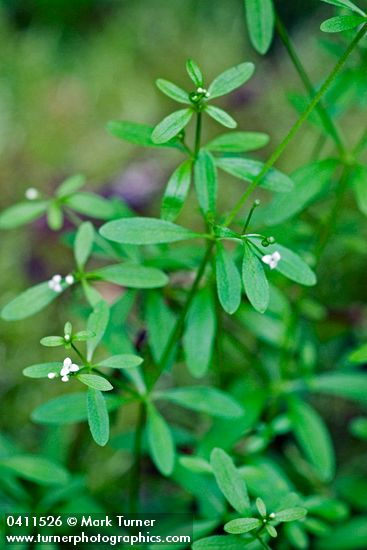 Small Bedstraw blossoms & foliage detail