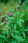 Small Bedstraw blossoms & foliage detail