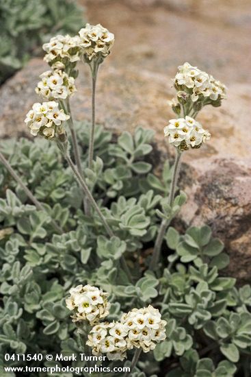 Small-fruit Smelowskia