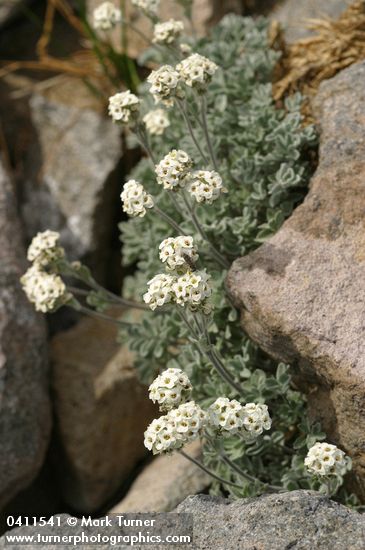 Small-fruit Smelowskia