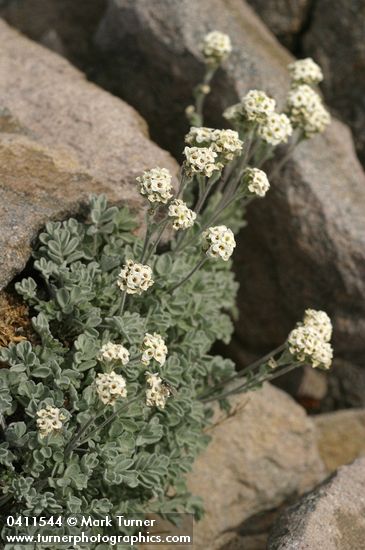 Small-fruit Smelowskia
