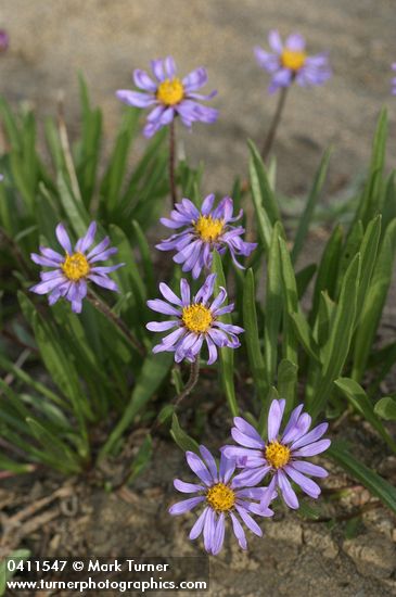 Alpine Asters