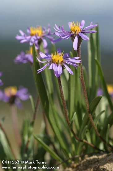 Alpine Aster blossoms & foliage detail, low angle