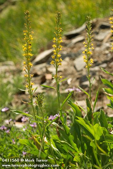 Tongue-leaved Luina, backlit
