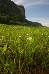 Broad-leaf Arrowhead in marsh, wide view