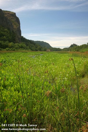 Broad-leaf Arrowhead & rushes in marsh, wide view