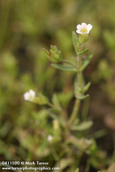 Common Hedge-hyssop