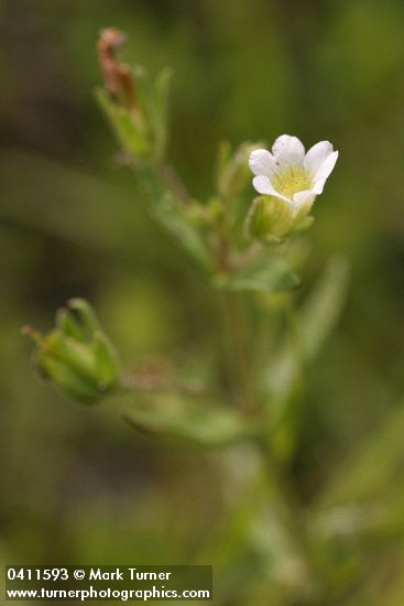 Common Hedge-hyssop blossom & foliage detail