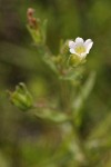 Common Hedge-hyssop blossom & foliage detail