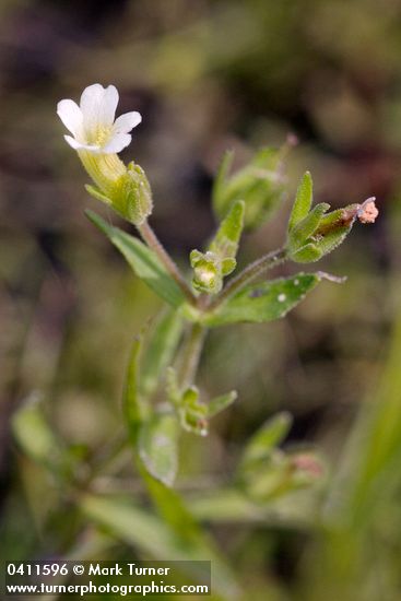 Common Hedge-hyssop blossom & foliage detail