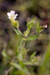 Common Hedge-hyssop blossom & foliage detail