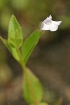 Commmon False Pimpernel blossom & foliage detail