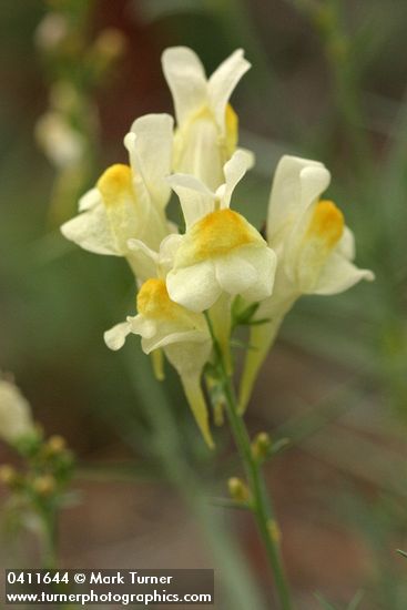 Common Toadflax blossoms