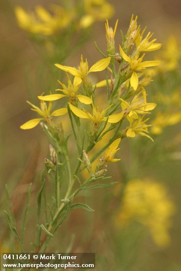 Rabbitbush Goldenweed blossoms & foliage
