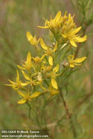 Rabbitbush Goldenweed blossoms & foliage