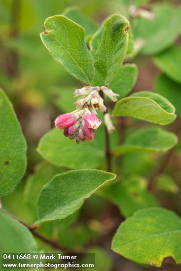Creeping Snowberry blossoms & foliage