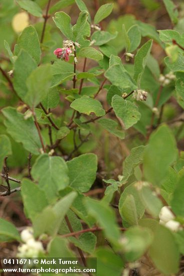 Creeping Snowberry