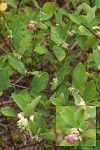 Creeping Snowberry