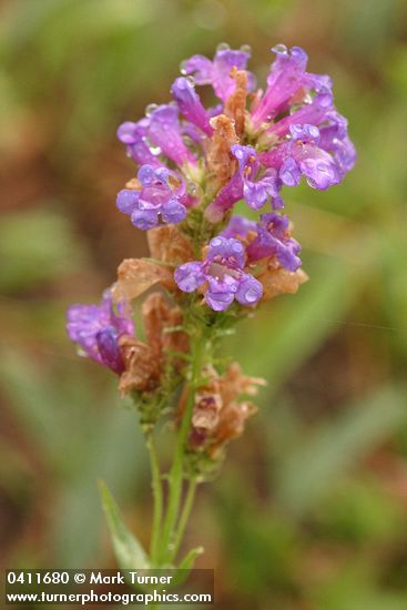 Glaucous Penstemon blossoms in rain