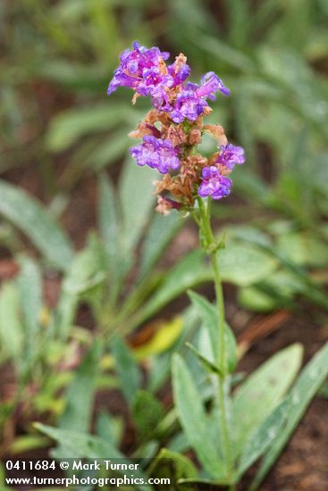 Glaucous Penstemon