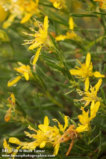 Rabbitbush Goldenweed blossoms & foliage w/ raindrops