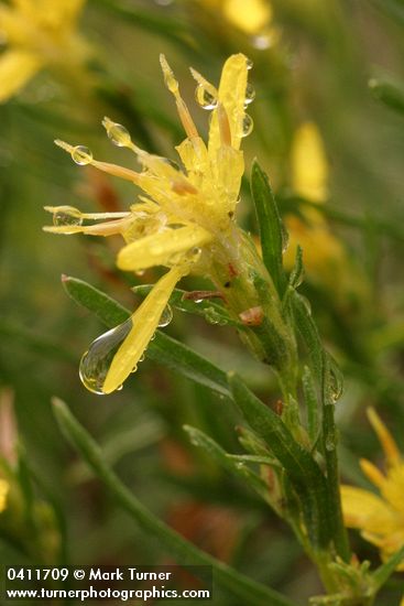 Rabbitbush Goldenweed blossoms detail w/ raindrops