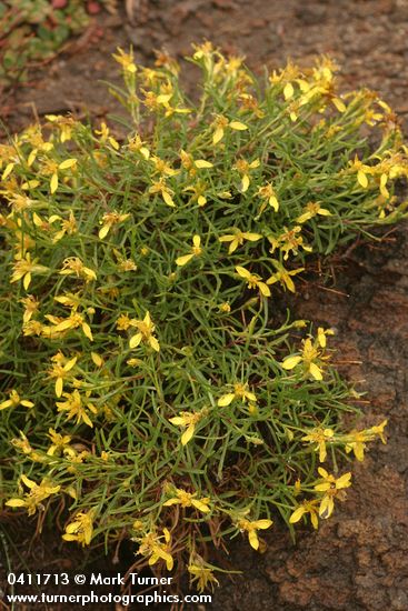 Rabbitbush Goldenweed