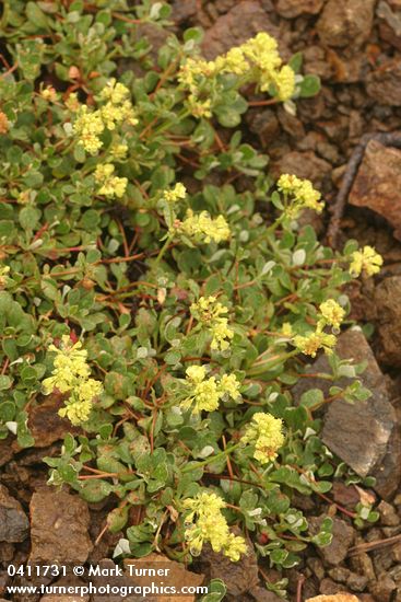 Alpine Sulphur-flower Buckwheat