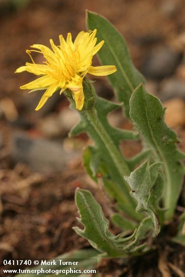 Smooth Mountain Dandelion