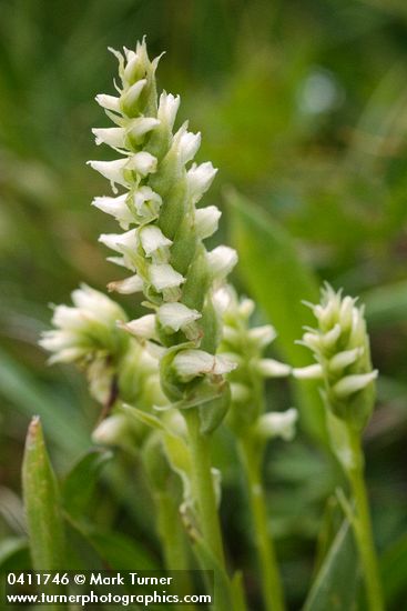 Western Ladies Tresses