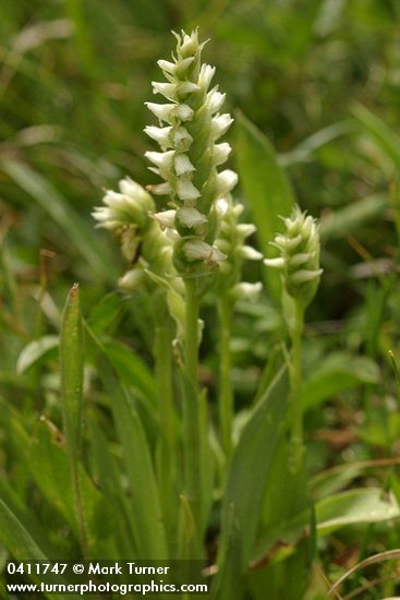 Western Ladies Tresses