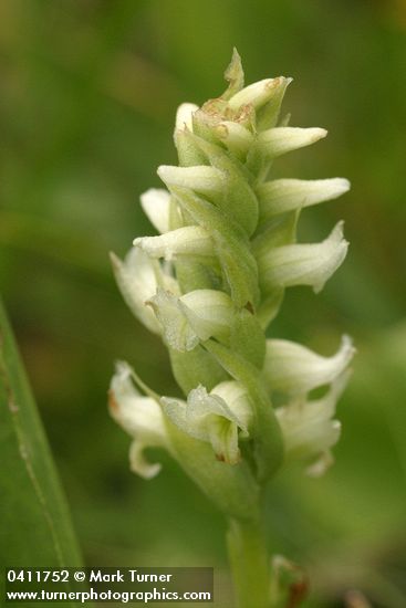 Western Ladies Tresses blossoms detail