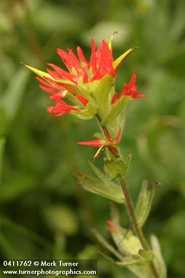 Bog Paintbrush