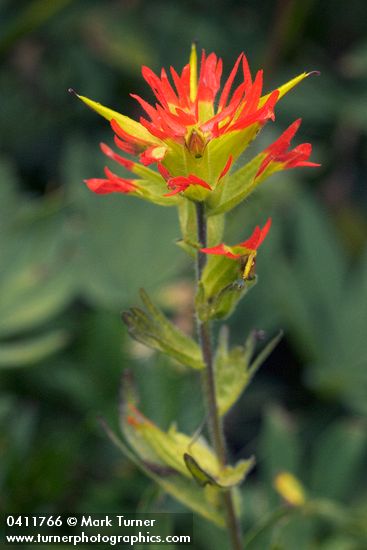 Bog Paintbrush