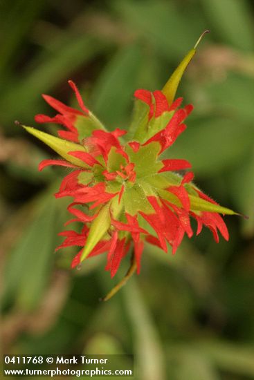 Bog Paintbrush bracts & blossoms detail fr above
