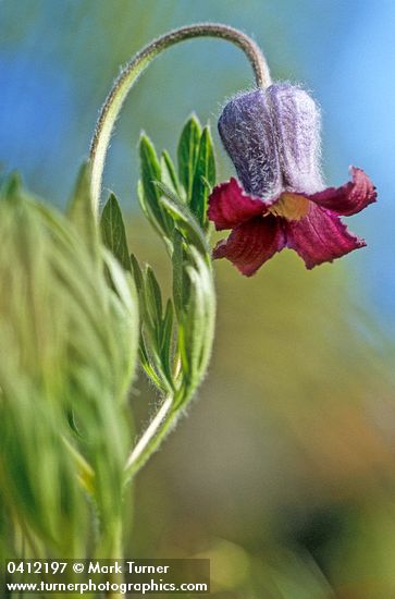 Vase Flower blossom detail, low angle
