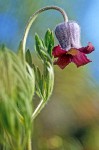 Vase Flower blossom detail, low angle