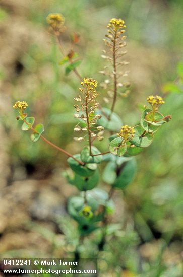 Clasping Pepperweed