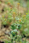 Clasping Pepperweed