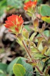Mendocino Indian Paintbrush