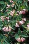 Mountain Snowberry blossoms & foliage detail