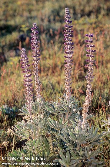 Silky Lupine