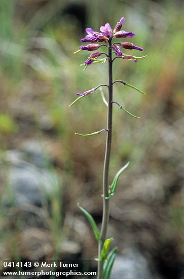 Spreading-pod Rockcress blossoms & immature siliques